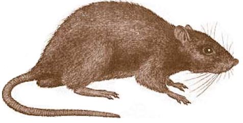 rat